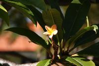 Frangipani