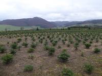 Sauerland Weihnachtsbäume für 2018