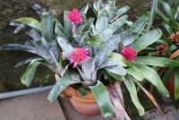 Im Orchideengarten Quinta da Boa Vista