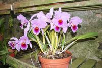 Orchideen in der Quinta da Boa Vista