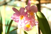 Orchideen in der Quinta da Boa Vista