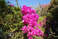 Im Orchideengarten Quinta da Boa Vista