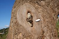 200 Jahre alter Baum in Blandy's Garden