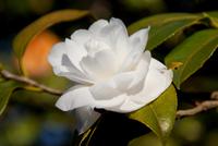 Kamelien in der Quinta do Palheiro