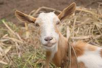 Freundliche Gefährten am Wegesrand 