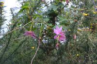 Blütenpracht Madeiras