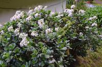 Blütenpracht Madeiras