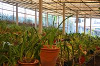 Gewächshaus der Orchideen