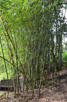 Botanischer Garten Monte