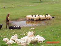 Schäfer Leault Farm