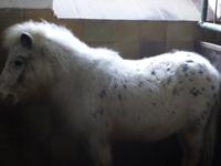 Beim Michlbauern_Pony