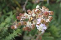 IMG_1367_Brombeeren an der Plémont Bay
