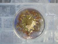 Eispalast auf dem Hrebienok