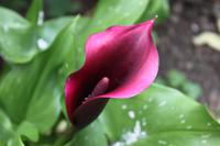 IMG_1436_Calla im Garten von Saint Peter Port Guernsey