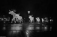 Winterliches Stockholm - Elche