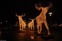 Winterliches Stockholm - Elche