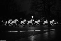 Winterliches Stockholm - Elche