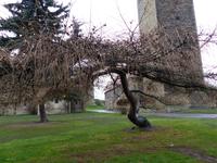 Burg Querfurt, Burghof