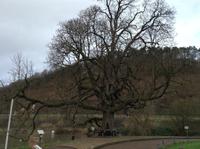 am Weserstein