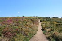IMG_1547_Heidelandschaft an der Portelet Bay