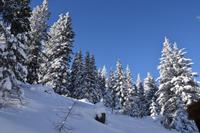 037 Katschberghöhe, Pferdeschlittenfahrt