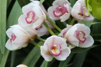 Singapur Gardens by the Bay