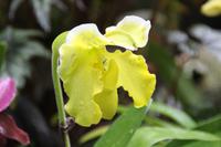 Singapur Gardens by the Bay