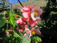 Ponta do Sol - Bananenplantage