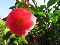 Palheiro Gardens
