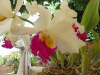 Orchideengarten Boa Vista