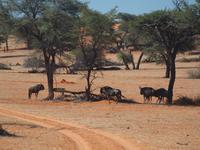 im Intu Afrika Kalahari Reservat - Gnu