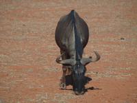 im Intu Afrika Kalahari Reservat - Gnu