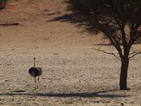 im Intu Afrika Kalahari Reservat - Strauß
