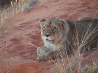 im Intu Afrika Kalahari Reservat - Löwin