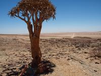 auf dem Weg nach Swakopmund - Köcherbaum