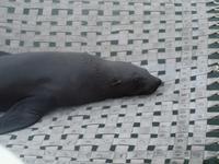 Bootstour Walvisbay - Seebär