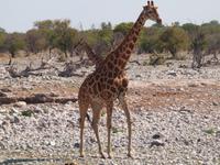 im Etosha Nationalpark - Giraffe