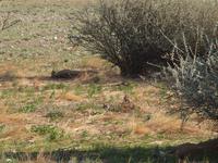 im Etosha Nationalpark - Löwen