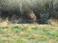 im Etosha Nationalpark - Löwen