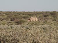 im Etosha Nationalpark - Nashorn