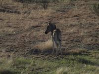 im Etosha Nationalpark - Zebra