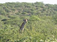 im Etosha Nationalpark - Giraffe