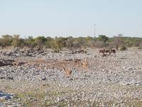 im Etosha Nationalpark - Kudu