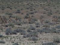 im Etosha Nationalpark - Strauß