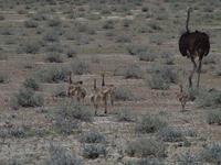im Etosha Nationalpark - Strauß