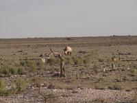 im Etosha Nationalpark - Nashorn
