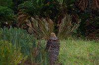 Besuch des Nationalen Botanischen Gartens in Kirstenbosch 