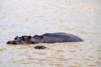 Bootsfahrt auf dem Lake St Lucia