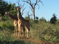 Erste Pirschfahrt am Nachmittag im Mkhaya Game Reserve im Swaziland 
