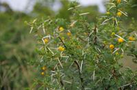 Zweite Pirschfahrt am Vormittag im Mkhaya Game Reserve im Swaziland 